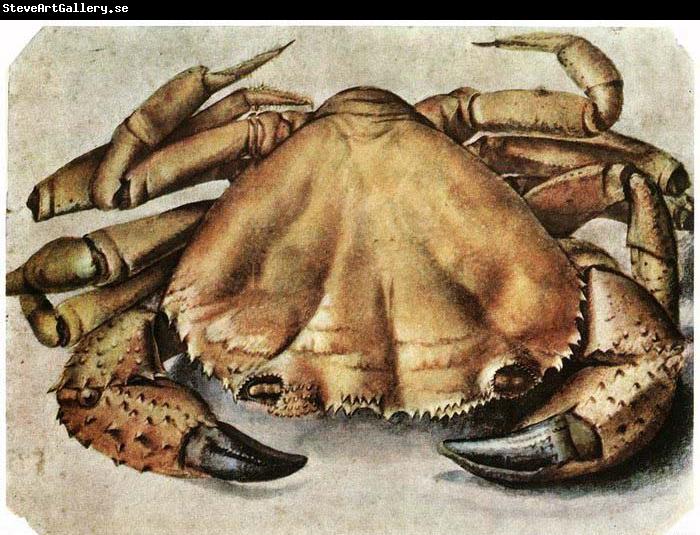 Albrecht Durer Lobster 1495 Watercolour and gouache